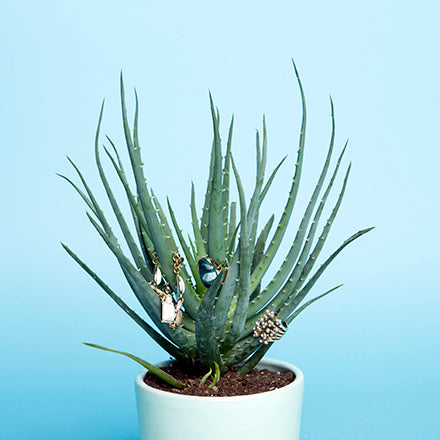 SPOTLIGHT ON: THE SILL